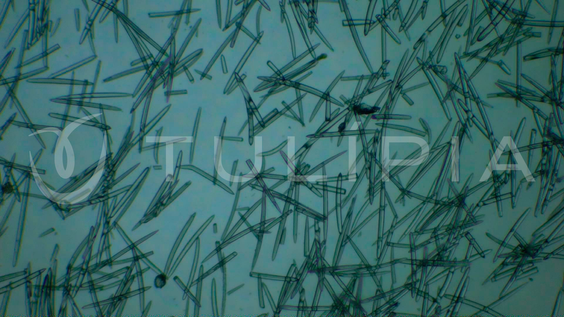 Imagem de microscopia óptica. Uso exclusivo Tulípia.